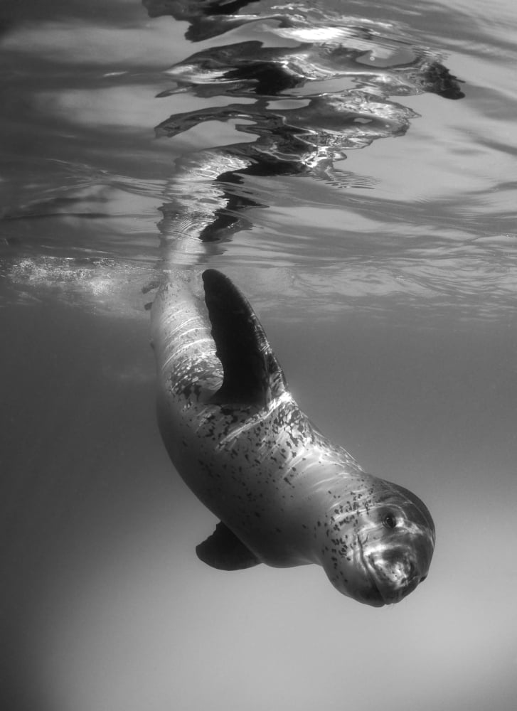 Full body view of a leopard seal Astrolabe Island Antarctica Canvas Art - Steve JonesStocktrek Images (24 x 33)