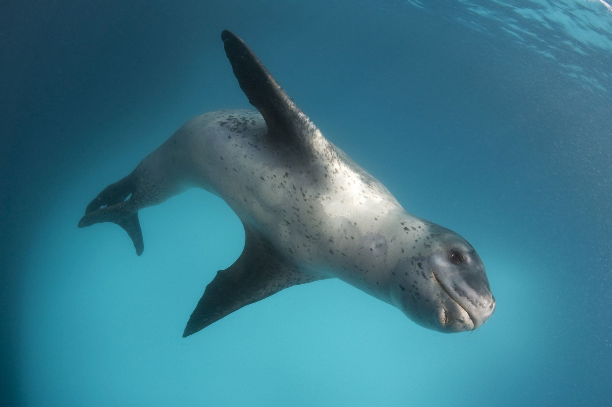 Full body view of a leopard seal Astrolabe Island Antarctica Canvas Art - Steve JonesStocktrek Images (35 x 23)