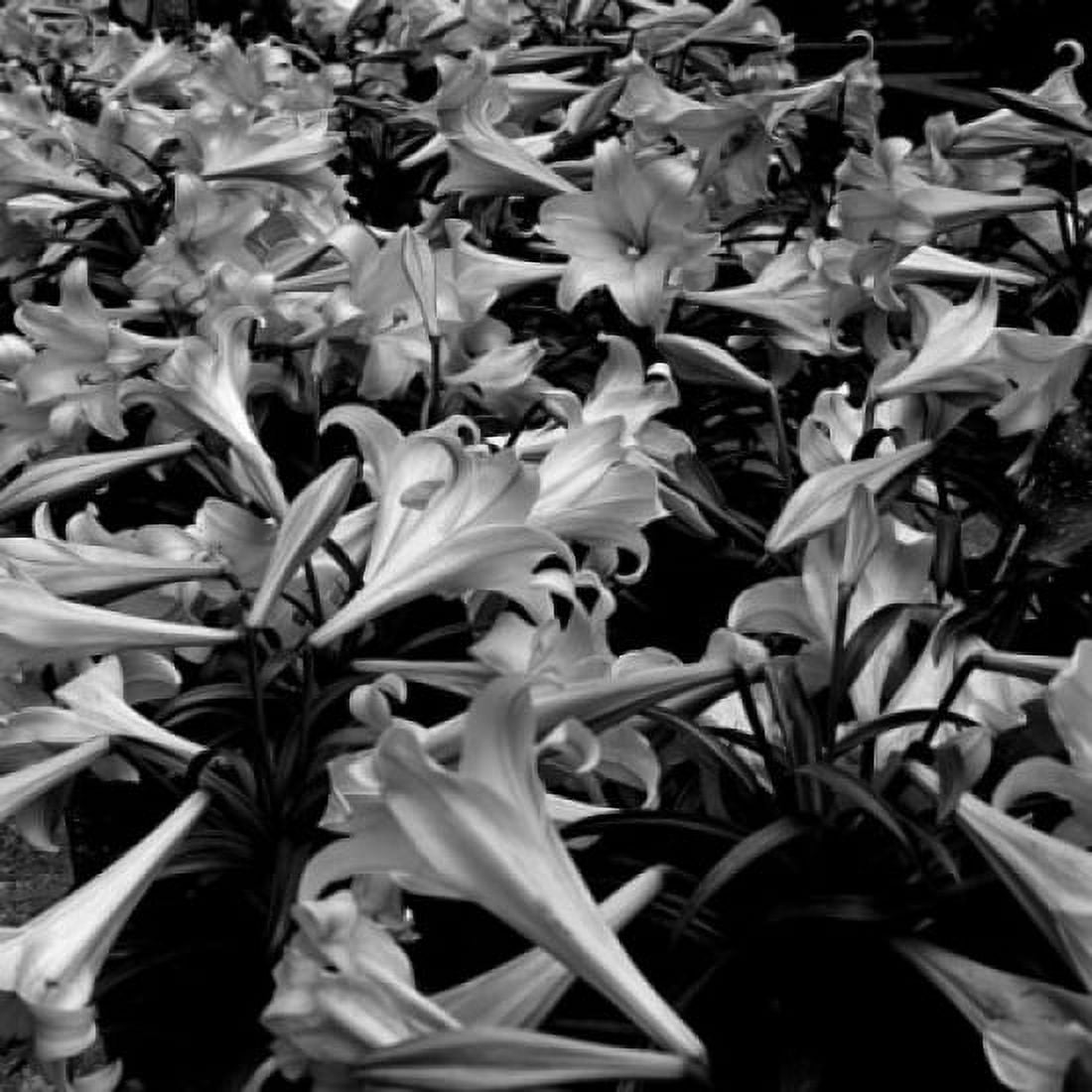 Full frame shot of lilies Canvas Art - (18 x 24)