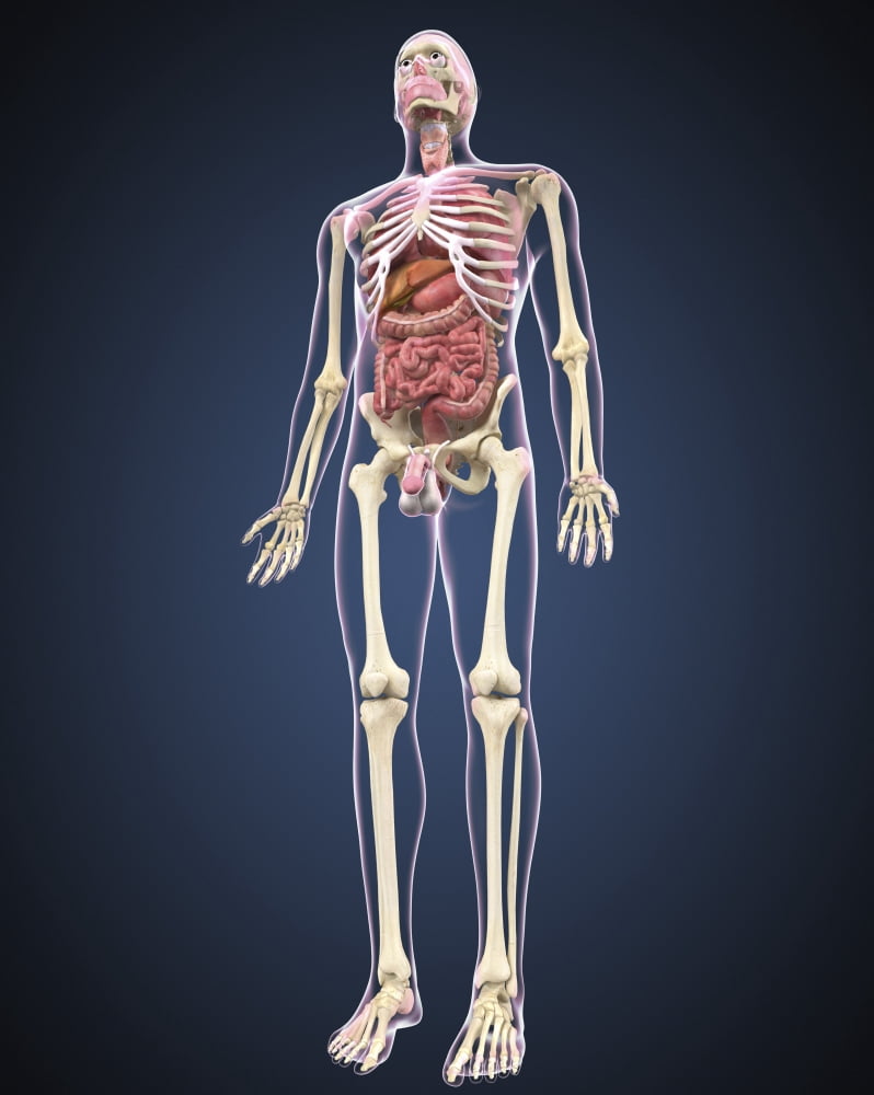 Full length view of male human body with organs Canvas Art - Stocktrek Images (13 x 16)