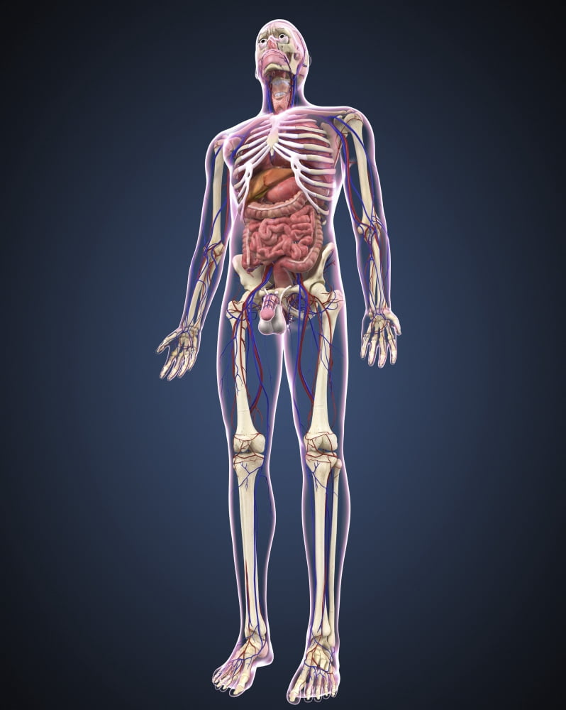 Full length view of male human body with organs arteries and veins Canvas Art - Stocktrek Images (26 x 32)