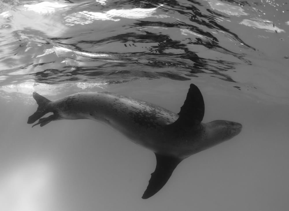 Full side body view of a leopard seal Astrolabe Island Antarctica Canvas Art - Steve JonesStocktrek Images (17 x 12)