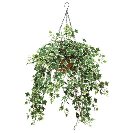 Fully Assembled Ivy Hanging Basket by OakRidge, Holland Variegated