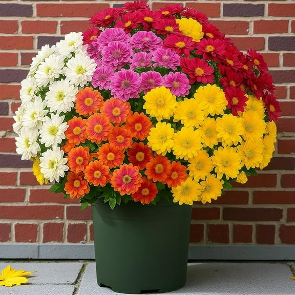 Fun Decor Mums, Artificial Outdoor Sunset Mums Flowers - UV Resistant, Waterproof, Fake Fall Flower Daisy, Look Real, Full, Vibrant, Decor for Outside Home Indoor Planter (5 Bundle Mix)