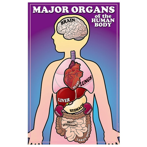Fun Express 11" x 17" Human Body Major Organ Facts & Sticker Scenes - 12 Pieces