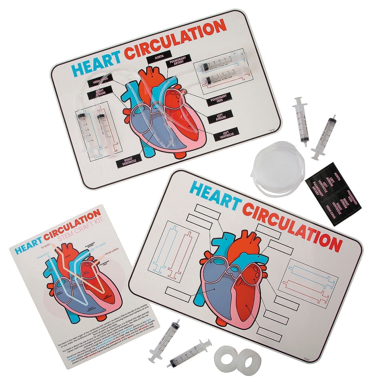 Fun Express 17 x 11 STEM Heart Circulation Activity Learning Challenge Craft Kit - Makes 12