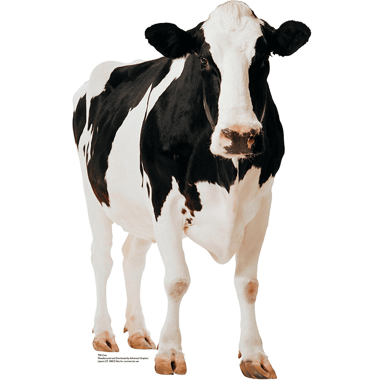 Life-Size Black and White Cardboard Cow Stand-Up
