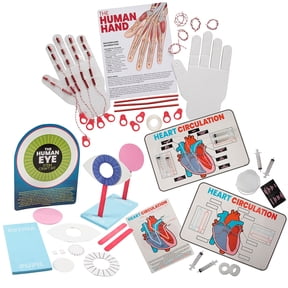 Fun Express STEM Anatomy Activity Learning Challenge Craft Kit - Makes 36
