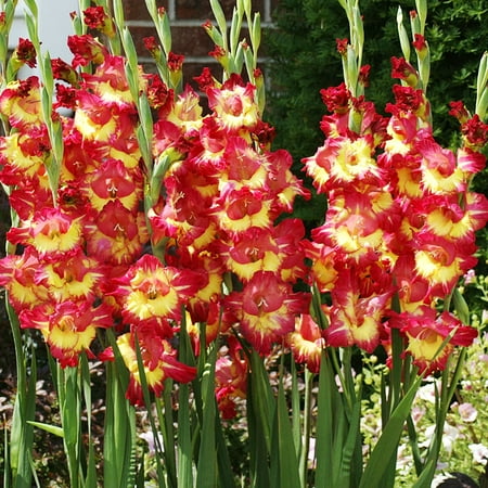Fun Time Gladiolus Flower Bulbs - 10 Bulbs per Pack - Attracts Butterflies and Hummingbirds - Deer Resistant - Good as Cut Flowers - Grows Well In Containers - Perennializing - Live Garden