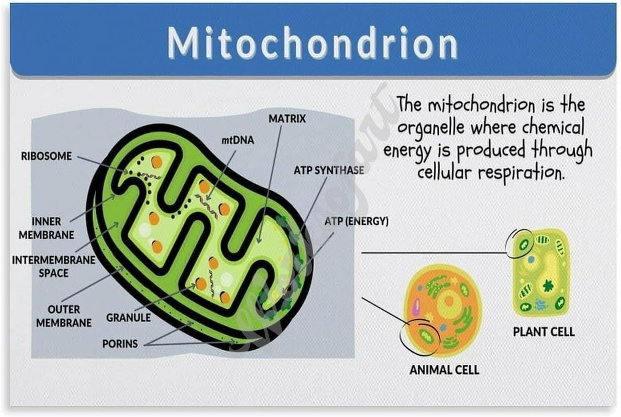 how to monitor resting heart rate