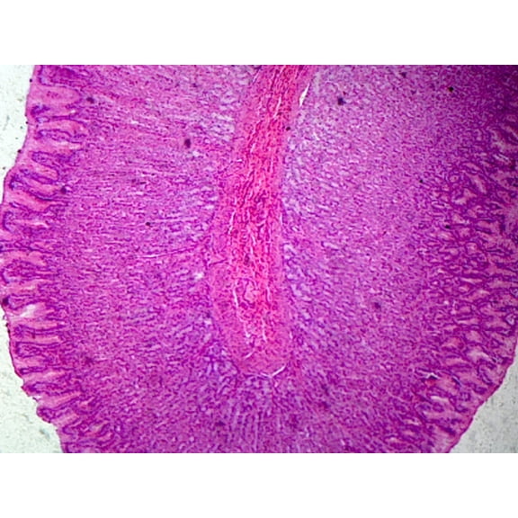 Fundic Region of Stomach; Mammalian; Showing General Structures of Tubular Gastric Glands; Cross Section by Go Science Crazy