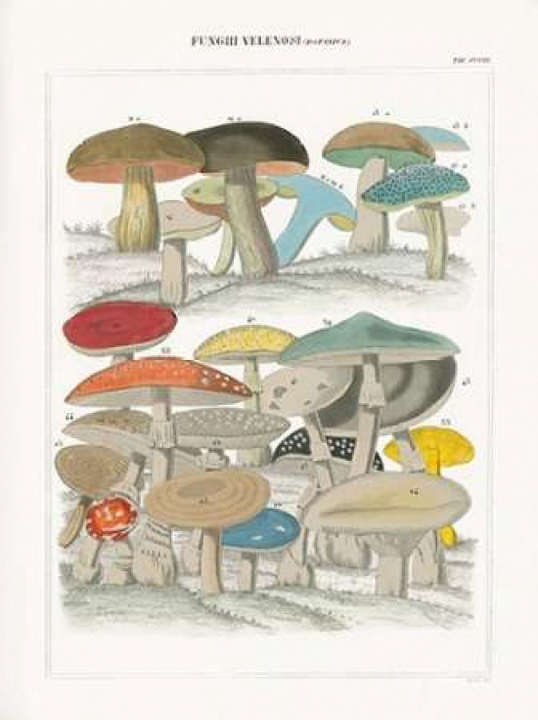 Funghi Italiani II Canvas Art - Wild Apple Portfolio (18 x 24)