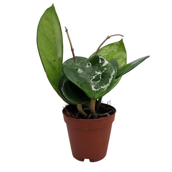 Fungii - Hoya - 2" Pot