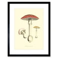 thumbnail image 1 of Fungus Amanita Muscaria Fly Agaric Magic Mushroom Art Print Framed Poster Wall Decor 9x7 inch, 1 of 5