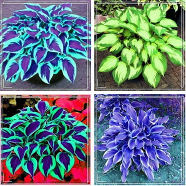 Hosta Seeds For Planting – Dark Charcoal Edges, Burgundy Centers, Shade Garden Perennials