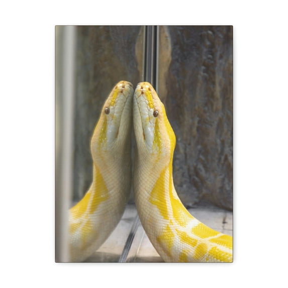 Funny Anaconda Silly Anaconda Inside Wall Art Ready to Hang Unframed