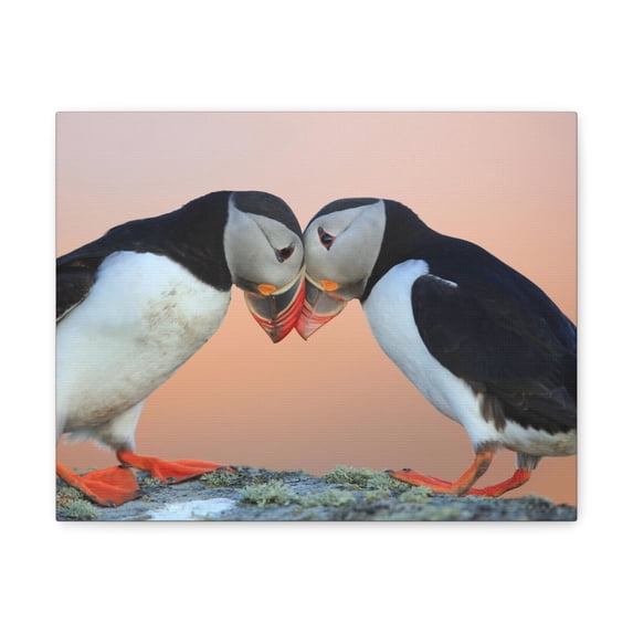 Funny Atlantic Puffin Silly Atlantic Puffin Couple Wall Art Ready to Hang