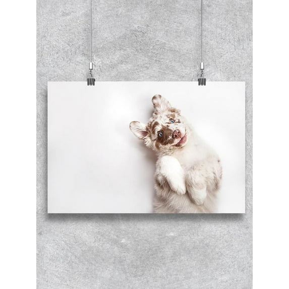 Funny Australian Shepherd Puppy Poster -Image by Shutterstock