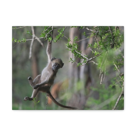 Funny Baboon Outside Wall Art Ready to Hang Unframed