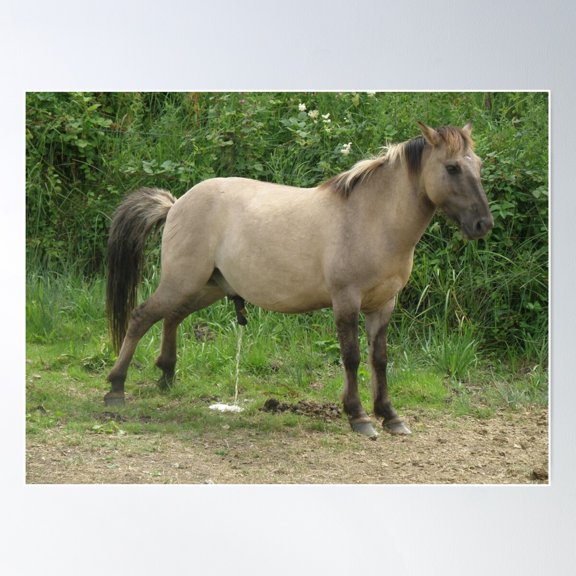 Funny Horse Having A Wee Photograph Poster Wall Art, Modern Wall Decor For Living Room Bedroom, 12x18 UNFRAMED