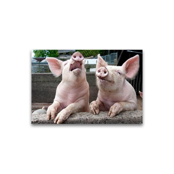 Funny Laughing Pigs  Poster -Image by Shutterstock