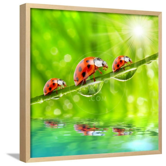 Funny Picture Of The Ladybugs Family Running On A Grass Bridge Over A Spring Flood, Animals Botanical Scenic Framed Art Print Wall Art by Kletr Sold by Art.Com