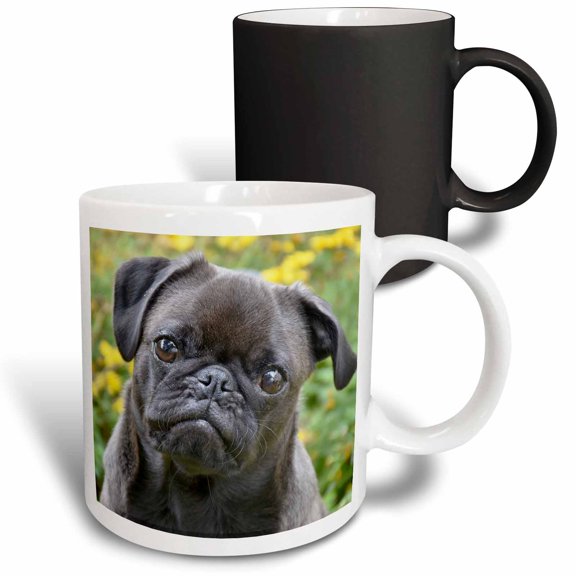 3drose, Funny Portrait of Black Pug Dog Animal, 11oz Magic Transforming Mug