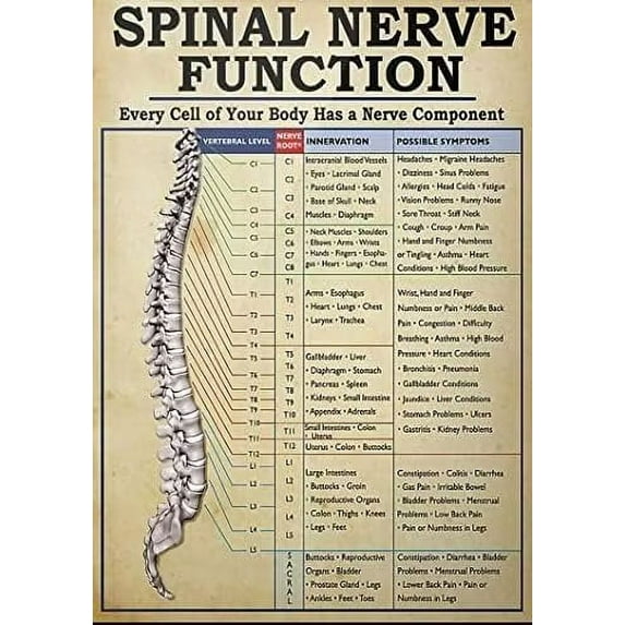 Funny Retro Metal Tin Sign Spinal Nerve Function Poster Poster Spinal Nerve Function Chart Root Chart Chiropractic Rustic Home Decor Room Decor Sign for Bedroom 8"x12"