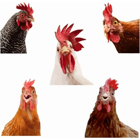 Funny Rooster Wall Decals Farmhouse Cabinet 5pcs Chicken Wall Stickers Kitchen Outside Chicken Coop Farm Animals Wallpaper Art Realistic Style Peel and Stick Removable Farm Decoration Colorful