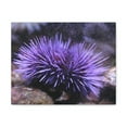 thumbnail image 1 of Funny Urchin Silly Urchin Scene Outside Wall Art Ready to Hang Unframed, 1 of 18