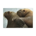 thumbnail image 1 of Funny Walrus Silly Walrus Couple Wall Art Ready To Hang Unframed, 1 of 18