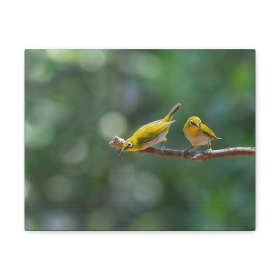 Funny Warbler Silly Warbler Scene Couple Wall Art Ready to Hang Unframed
