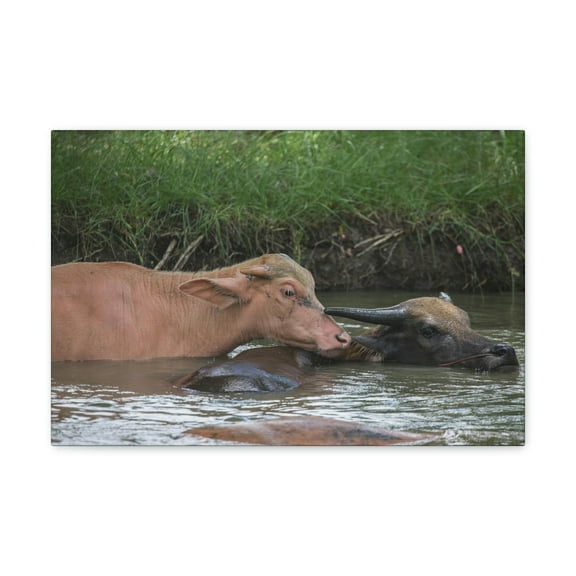 Funny Water Buffalo Silly Water Buffalo Scene Couple Wall Art Ready to Hang Unframed