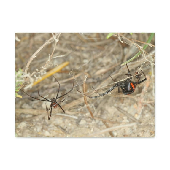 Funny Widow Spider Silly Widow Spider Scene Couple Wall Art Ready to Hang Unframed