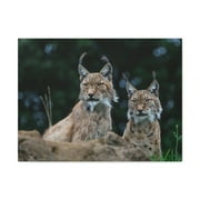 Funny Wildcat Silly Wildcat Scene Couple Wall Art Ready to Hang Unframed