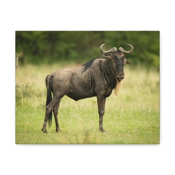 Funny Wildebeest Silly Wildebeest Scene Outdoor Wall Art Ready to Hang Unframed