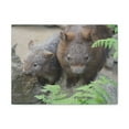 thumbnail image 1 of Funny Wombat Silly Wombat Scene Couple Wall Art Ready to Hang Unframed, 1 of 18
