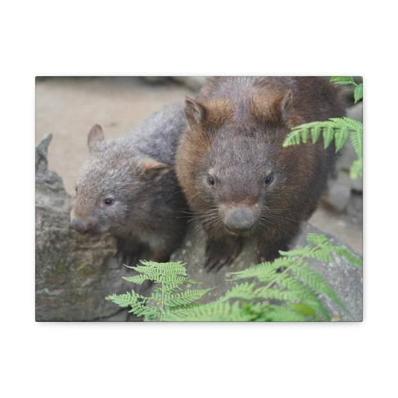 Funny Wombat Silly Wombat Scene Couple Wall Art Ready to Hang Unframed