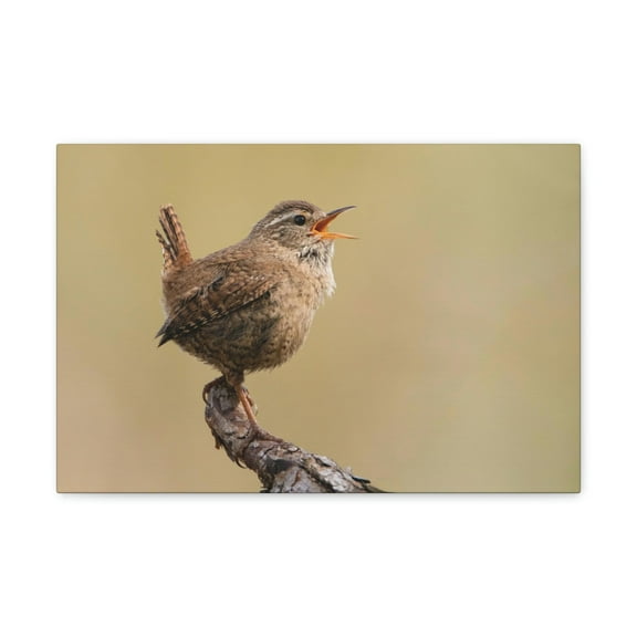 Funny Wren Silly Wren Scene Outside Wall Art Ready to Hang Unframed