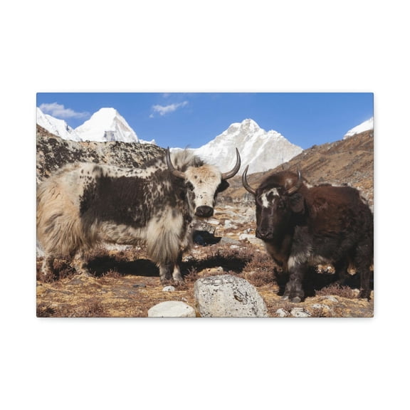 Funny Yak Silly Yak Scene Couple Wall Art Ready to Hang Unframed