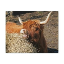 Funny Yak Silly Yak Scene Outdoor Wall Art Ready to Hang Unframed