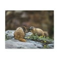 thumbnail image 1 of Funny Yellow Bellied Marmot Silly Yellow Bellied Marmot Scene Couple Wall Art Ready to Hang Unframed, 1 of 18