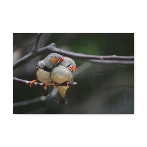 Funny Zebra Finch Silly Zebra Finch Scene Couple Wall Art Ready to Hang Unframed