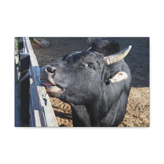 Funny Zebu Silly Zebu Outside Wall Art Ready to Hang Unframed