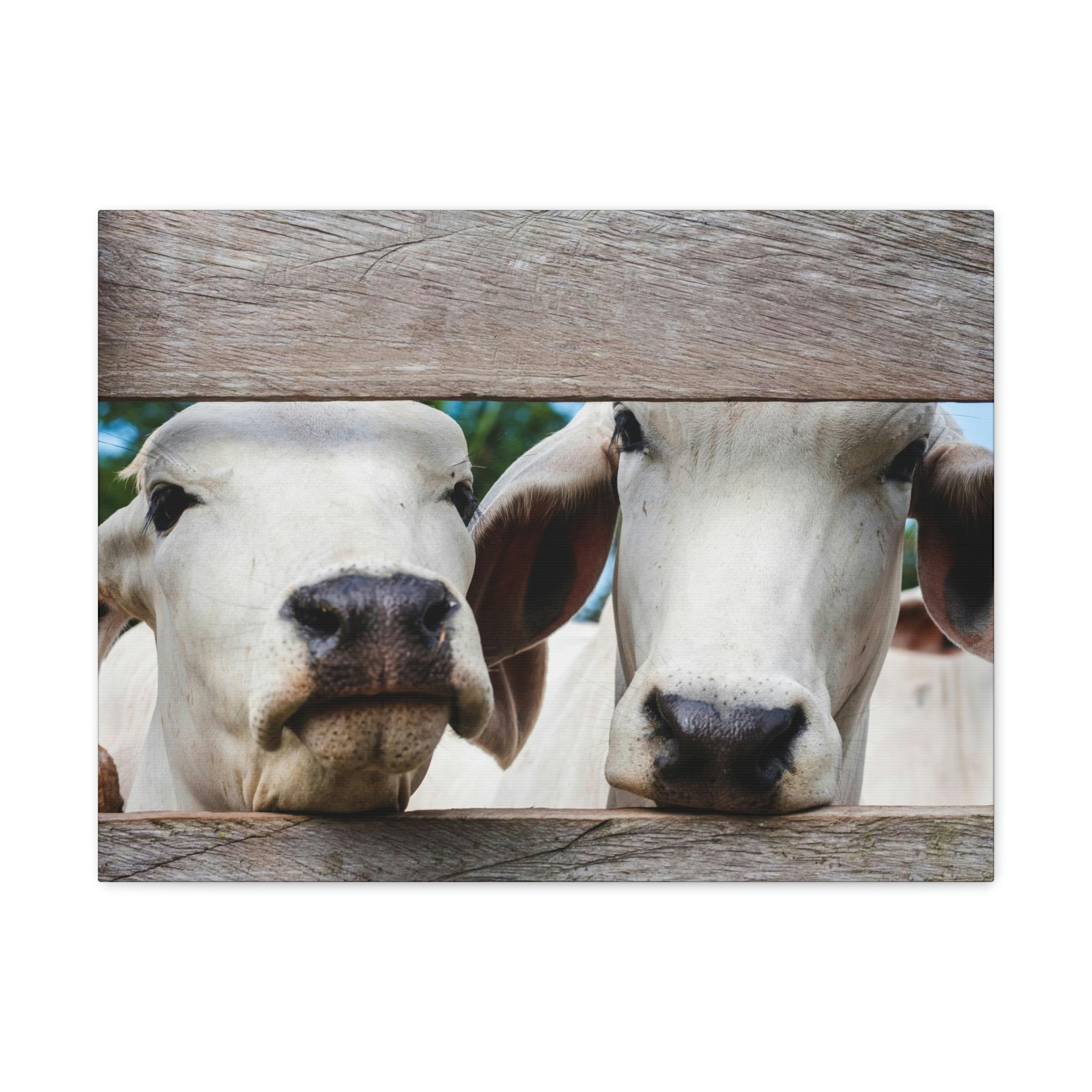 Funny Zebu Silly Zebu Scene Couple Wall Art Ready to Hang Unframed