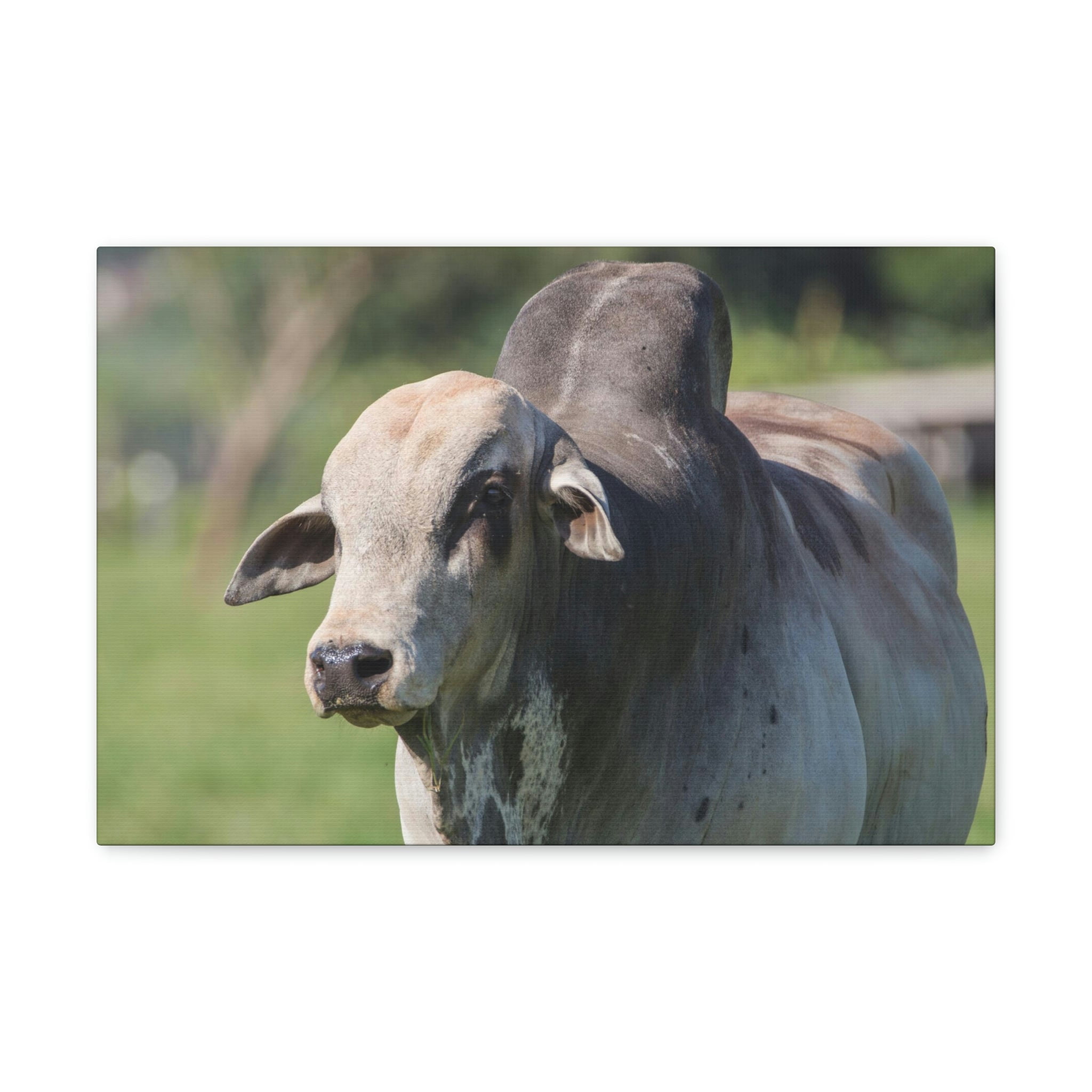 Funny Zebu Silly Zebu Scene Outside Wall Art Ready to Hang Unframed