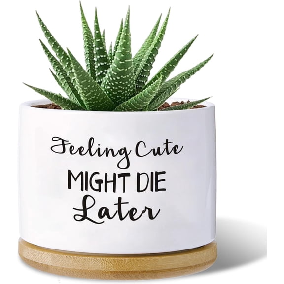 Funny planters for Indoor Garden Succulent Pots, with Drainage Holes and (No ) (Feeling Cute Might Later)