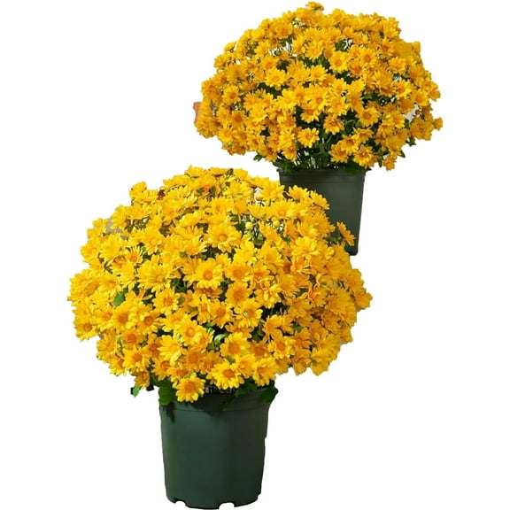 Funsdecor Artificial Fall Mums & Eucalyptus Bouquet - UV Resistant Outdoor Flowers, Fade-Resistant & Weatherproof for Porch/Patio, Rich Sunset Colors