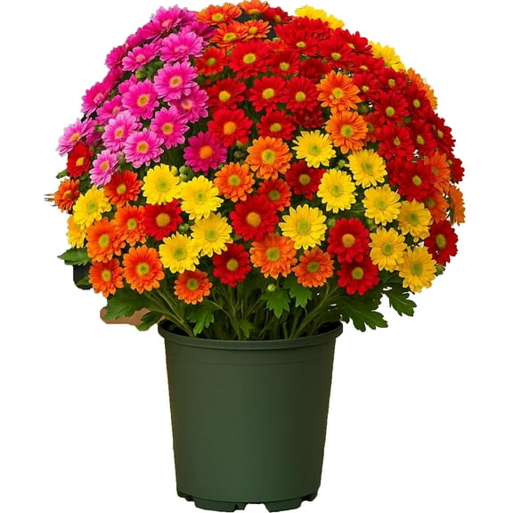 CLIQKWEN Artificial Fall Mums & Eucalyptus Bouquet - UV Resistant Outdoor Fake Flowers, Fade-Resistant & Weatherproof for Porch/Patio, Rich Sunset Colors