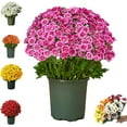 thumbnail image 1 of Funsdecor artificial mums, Artificial Outdoor Sunset Mums Flowers - UV Resistant, Waterproof, Windproof, Fall Flower Daisy With Eucalyptus, Look Real, Full, Vibrant, 1 of 8